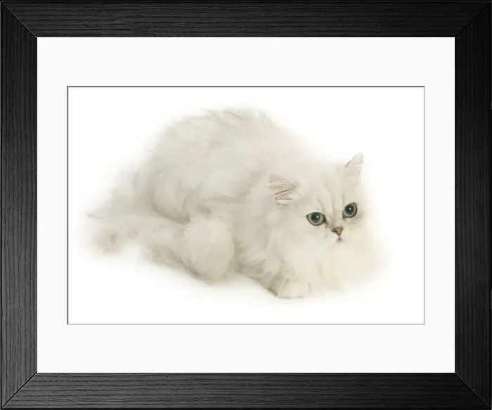 Framed Print : Cat - Persian Chinchilla Framed Print : Cat - Persian Chinchilla