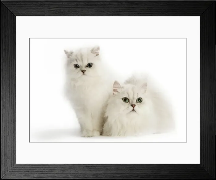 Framed Print : Cats - Persian Chinchilla Framed Print : Cats - Persian Chinchilla