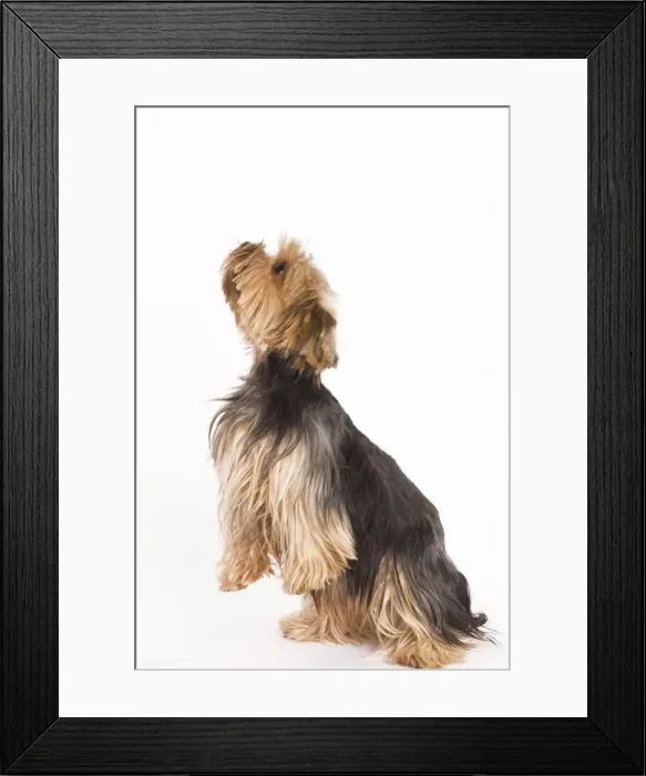 Framed Print : Dog - Yorkshire terrier on hind legs Framed Print : Dog - Yorkshire terrier on hind legs
