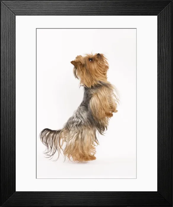 Framed Print : Dog - Yorkshire terrier on hind legs Framed Print : Dog - Yorkshire terrier on hind legs