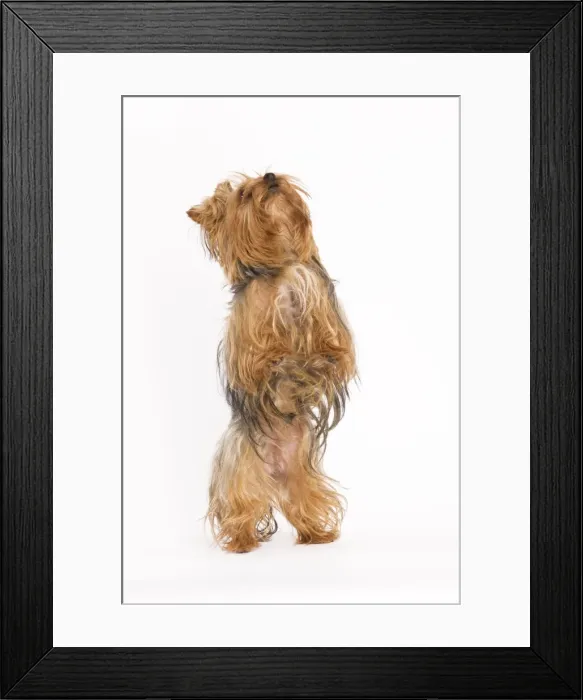 Framed Print : Dog - Yorkshire terrier on hind legs Framed Print : Dog - Yorkshire terrier on hind legs