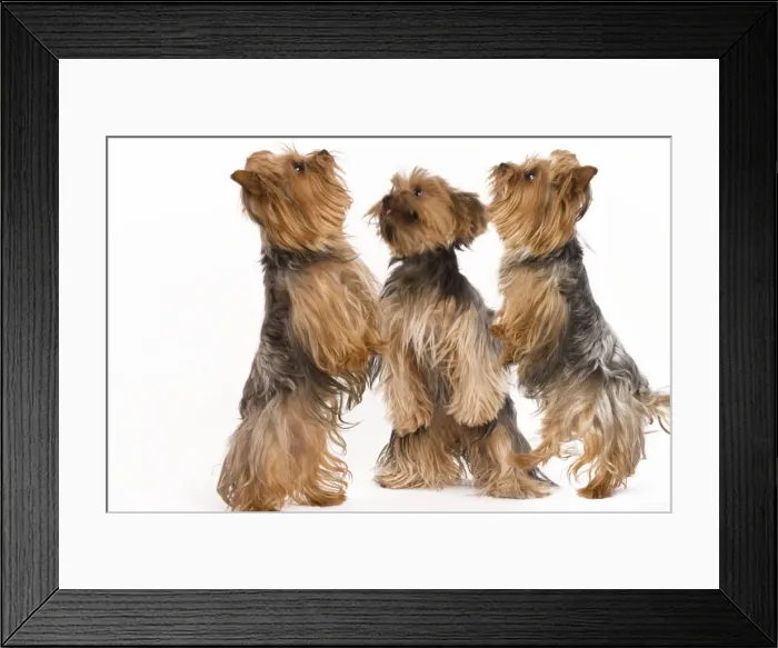 Framed Print : Dog - Yorkshire terrier - three on hind legs Framed Print : Dog - Yorkshire terrier - three on hind legs