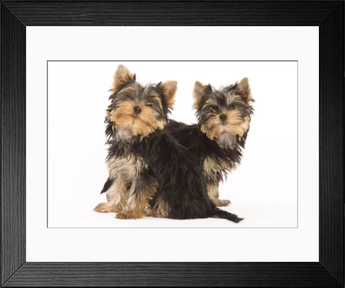 Framed Print : Dog - Yorkshire terrier - two Framed Print : Dog - Yorkshire terrier - two