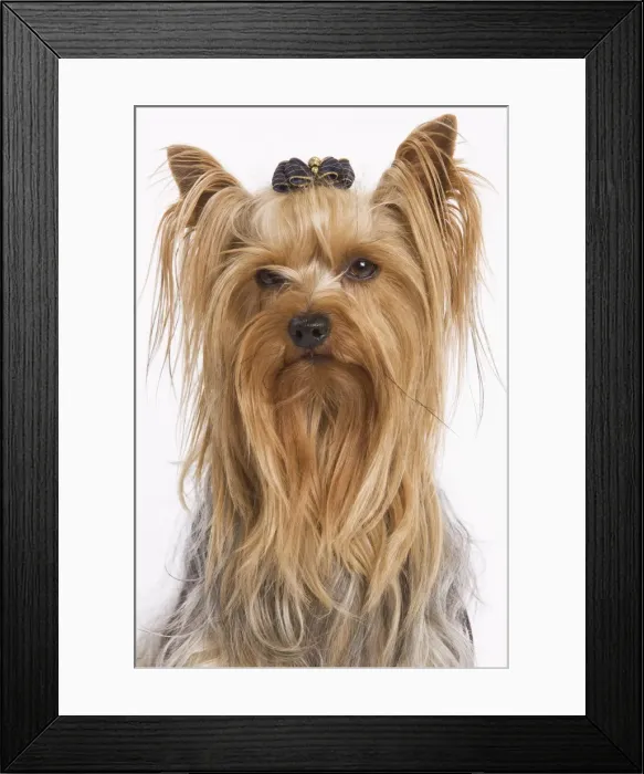Framed Print : Dog - Yorkshire terrier Framed Print : Dog - Yorkshire terrier