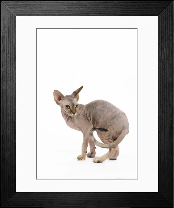 Framed Print : Cat - Sphinx kitten - 4 months old Framed Print : Cat - Sphinx kitten - 4 months old