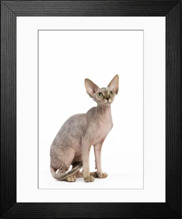 Framed Print : Cat - Sphinx kitten - 4 months old Framed Print : Cat - Sphinx kitten - 4 months old