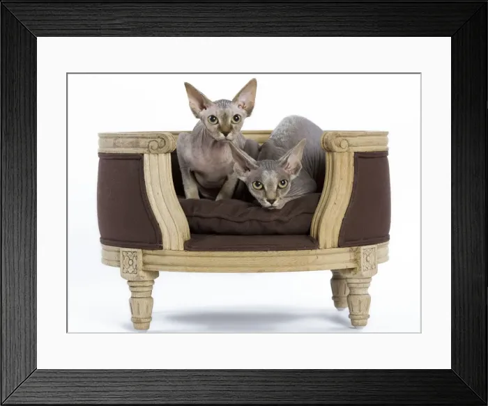 Framed Print : Cat - Sphinx kitten - 4 months old Framed Print : Cat - Sphinx kitten - 4 months old