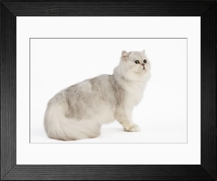 Framed Print : Cat - Persian Silver Shaded - in studio Framed Print : Cat - Persian Silver Shaded - in studio