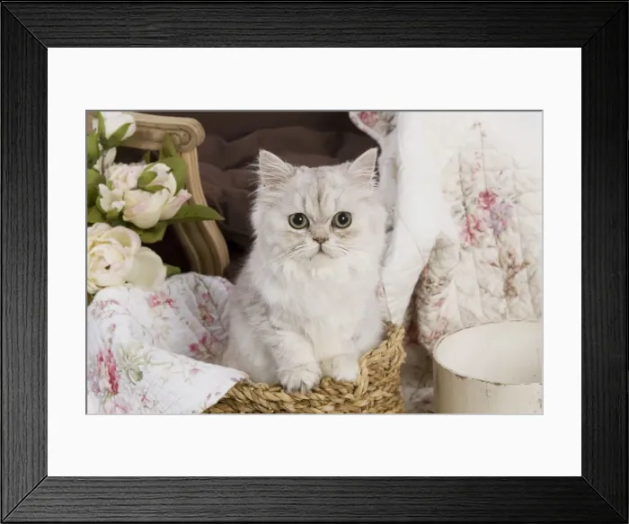 Framed Print : Cat - Persian in basket Framed Print : Cat - Persian in basket