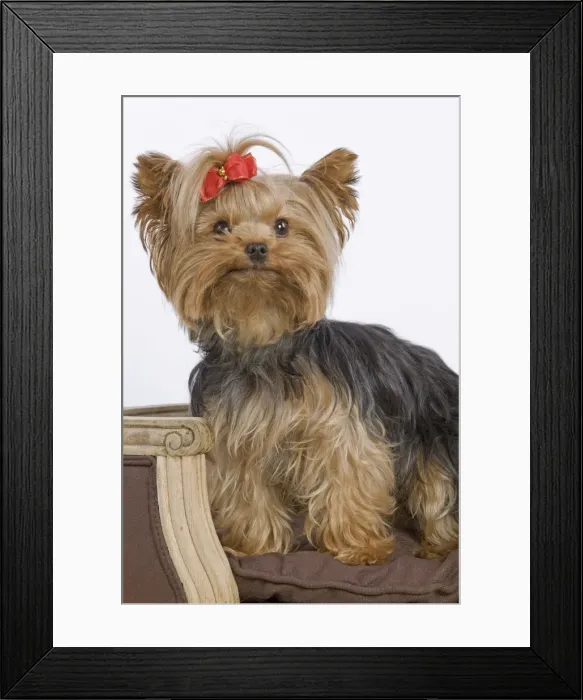 Framed Print : Dog - Yorkshire Terrier on chair Framed Print : Dog - Yorkshire Terrier on chair