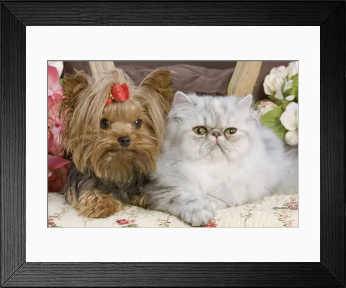 Framed Print : Dog - Yorkshire Terrier with Persian cat on floral fabric