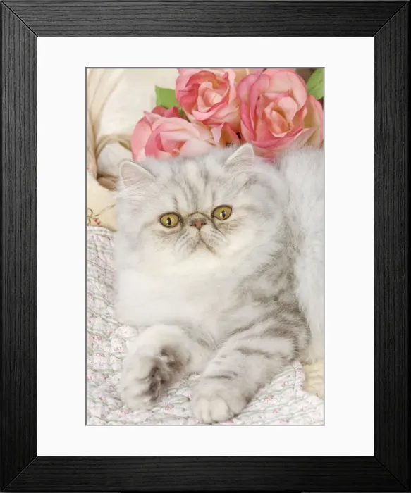 Framed Print : Cat - Persian - by floral fabric with flowers Framed Print : Cat - Persian - by floral fabric with flowers