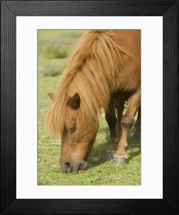 Framed Print : Sheltand Pony - grazing Framed Print : Sheltand Pony - grazing