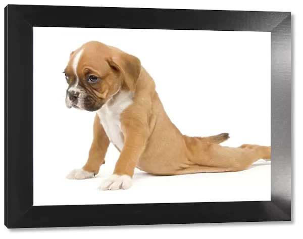 Dog - Boxer puppy - in studio sitting with back legs splayed out behind