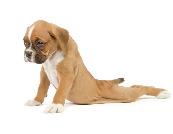 Dog - Boxer puppy - in studio sitting with back legs splayed out behind