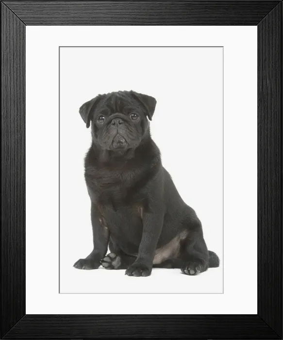 Framed Print : Dog - pug in studio Framed Print : Dog - pug in studio