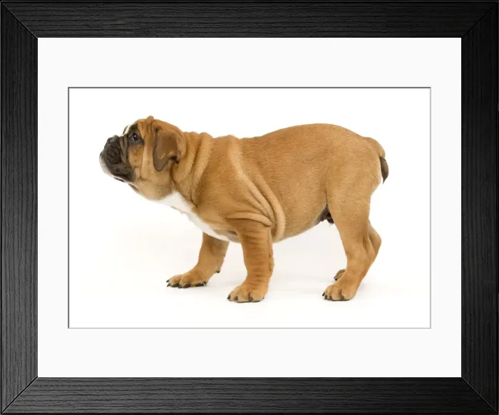 Framed Print : Dog - English Bulldog puppy Framed Print : Dog - English Bulldog puppy