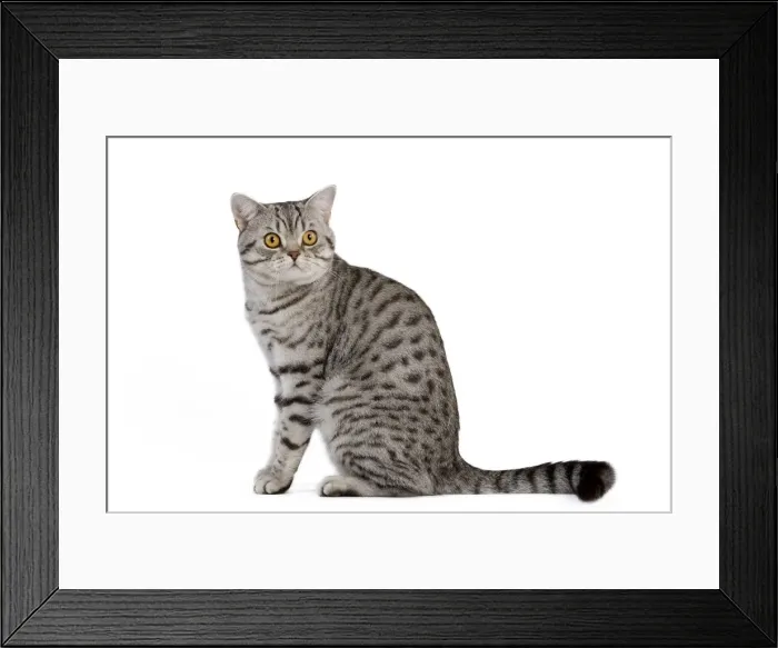 Framed Print : Cat - Bristish Shorthair Silver Spotted - in studio Framed Print : Cat - Bristish Shorthair Silver Spotted - in studio