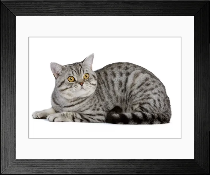 Framed Print : Cat - British Shorthair Silver Spotted - in studio Framed Print : Cat - British Shorthair Silver Spotted - in studio