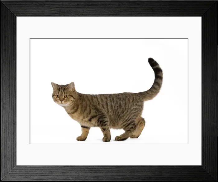 Framed Print : Cat - British Shorthair Brown Tabby - in studio Framed Print : Cat - British Shorthair Brown Tabby - in studio