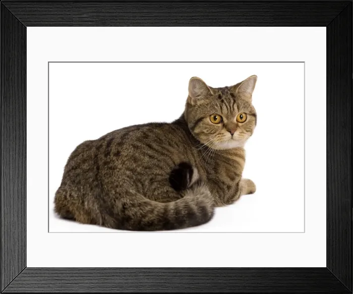 Framed Print : Cat - British Shorthair Brown Tabby - in studio Framed Print : Cat - British Shorthair Brown Tabby - in studio