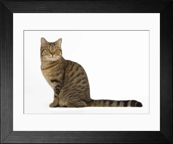 Framed Print : Cat - British Shorthair Brown Tabby - in studio Framed Print : Cat - British Shorthair Brown Tabby - in studio