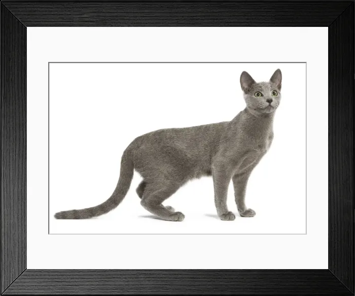Framed Print : Cat - Russian Blue in studio Framed Print : Cat - Russian Blue in studio