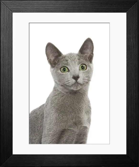 Framed Print : Cat - Russian Blue in studio Framed Print : Cat - Russian Blue in studio
