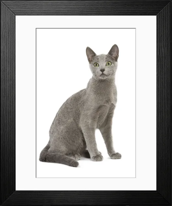 Framed Print : Cat - Russian Blue in studio Framed Print : Cat - Russian Blue in studio