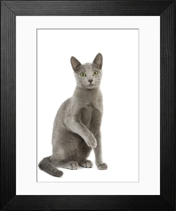 Framed Print : Cat - Russian Blue in studio Framed Print : Cat - Russian Blue in studio