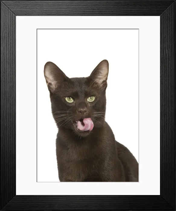 Framed Print : Cat - Havana Brown in studio Framed Print : Cat - Havana Brown in studio
