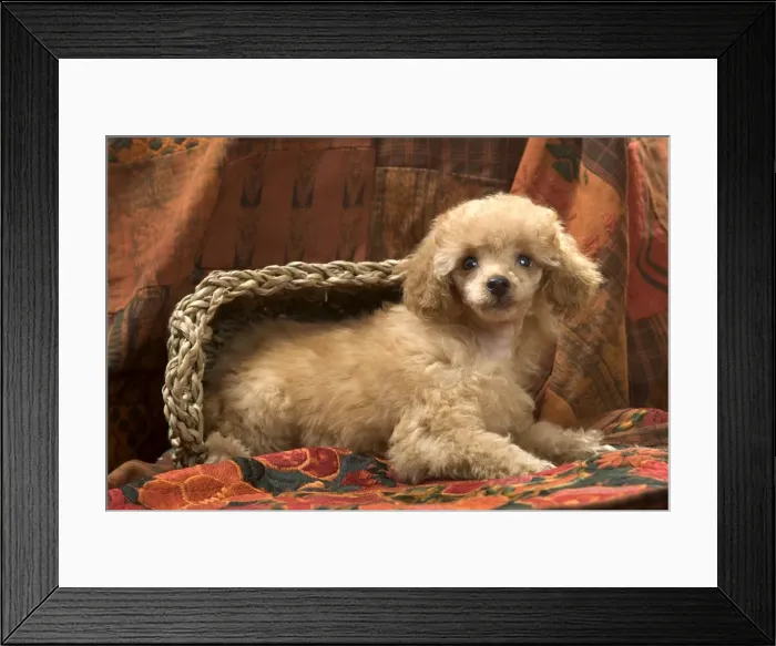 Framed Print : Dog - Miniature Poodle - apricot Framed Print : Dog - Miniature Poodle - apricot
