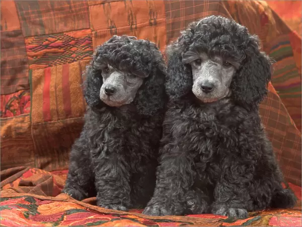 Dog - Miniature Poodles