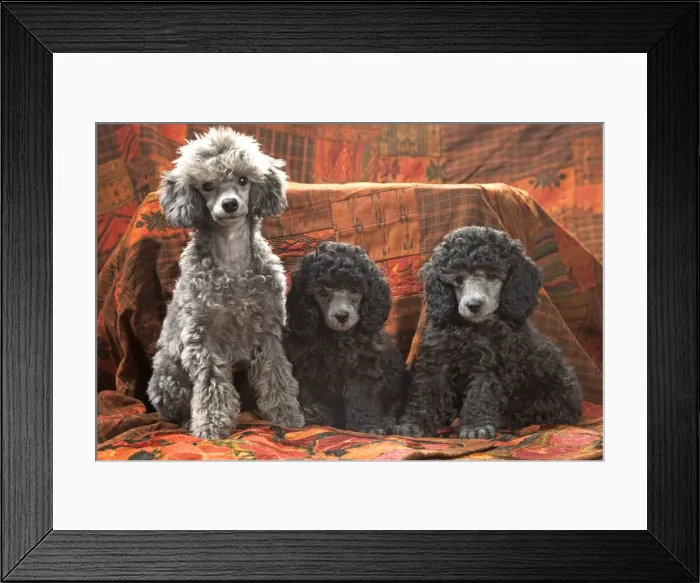Framed Print : Dog - Miniature Poodles Framed Print : Dog - Miniature Poodles