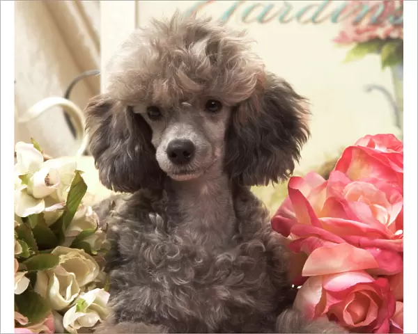 Dog - Miniature Poodle