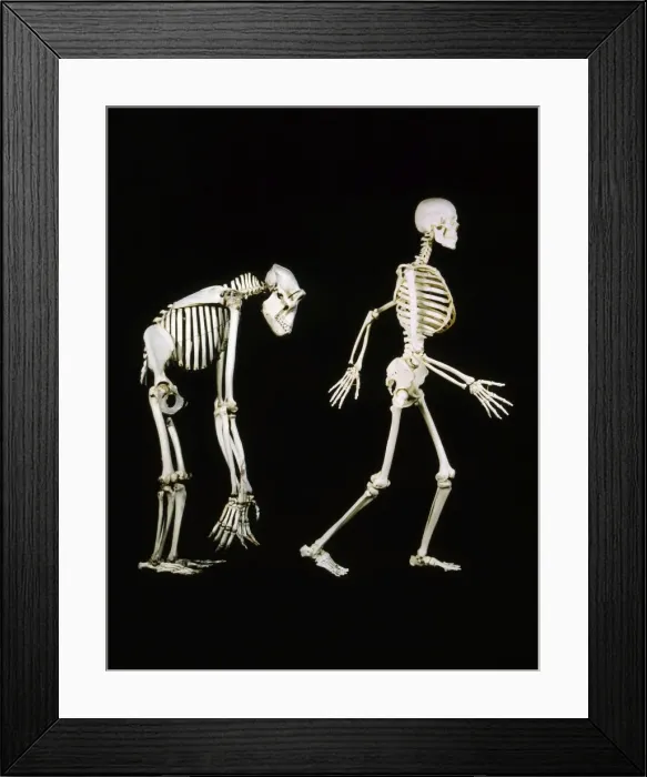 Framed Print : Skeleton - Gorilla & Man Framed Print : Skeleton - Gorilla & Man