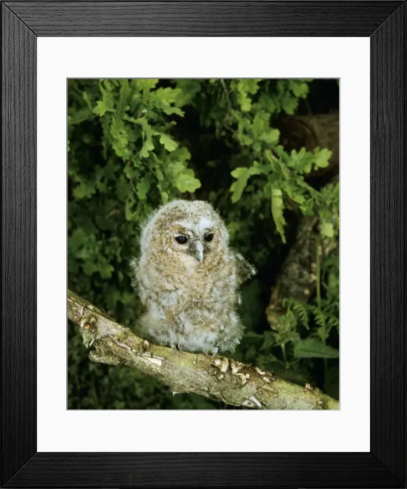 Framed Print : Tawny Owl LB 10320 Baby Strix aluco © Ian beames / ARDEA LONDON Framed Print : Tawny Owl LB 10320 Baby Strix aluco © Ian beames / ARDEA LONDON