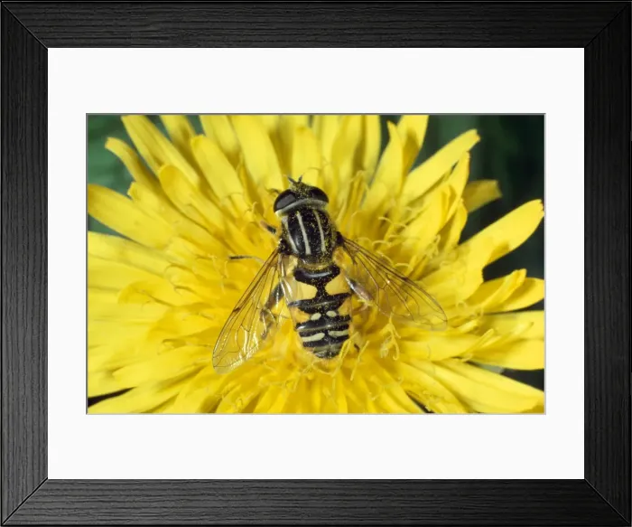 Framed Print : Hoverfly / Sunfly Framed Print : Hoverfly / Sunfly