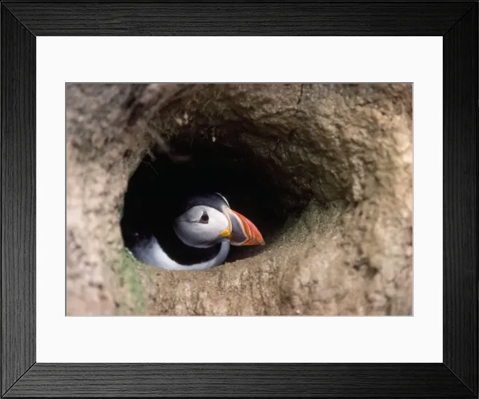 Framed Print : Puffin - in burrow Framed Print : Puffin - in burrow