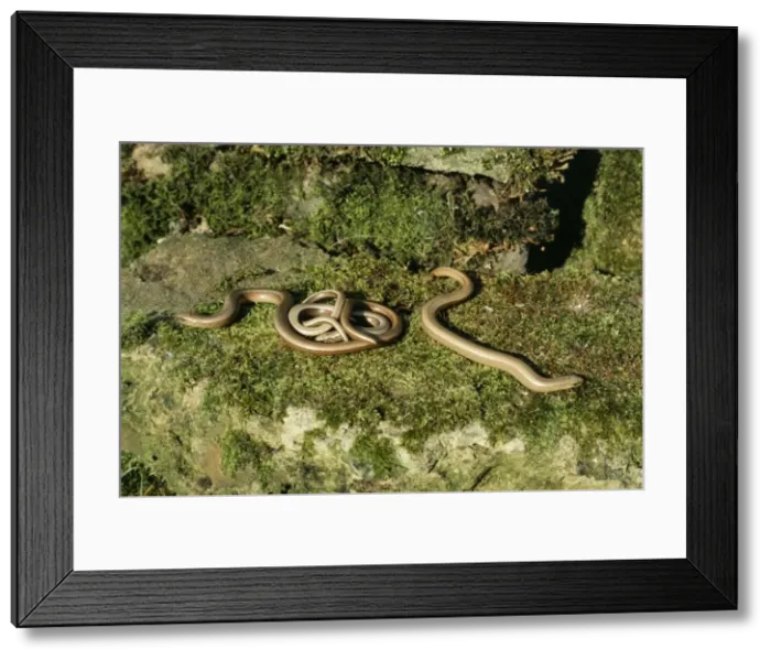 Framed Print : Slow-Worm LB 12972 Emerging from hibernation Angus fragilis © Ian Beames  /  ARDEA LONDON