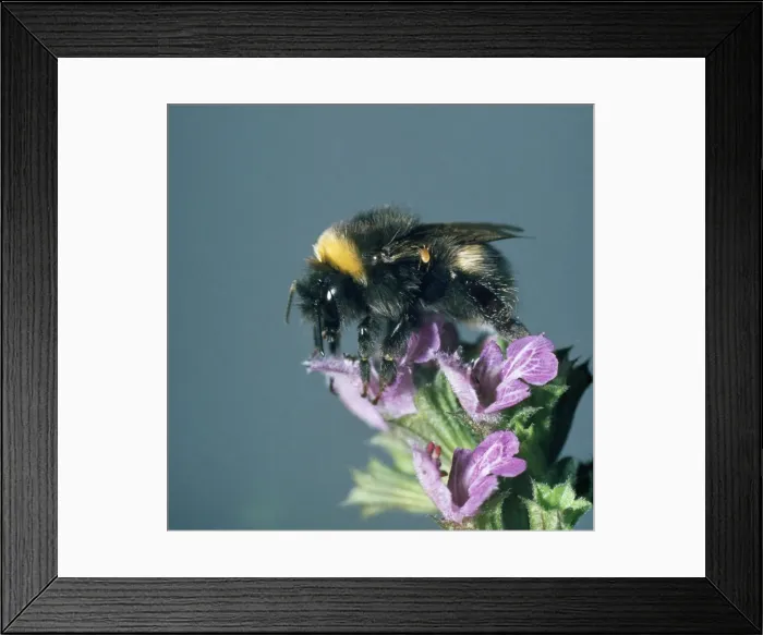 Framed Print : Bumblebee - showing parasitic mite