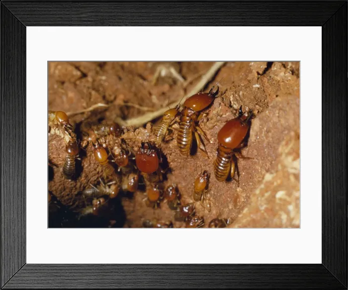 Framed Print : Termites - repairing open gallery with wet mud Africa Framed Print : Termites - repairing open gallery with wet mud Africa