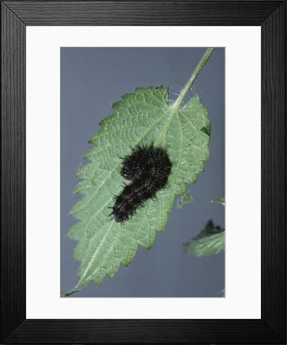 Framed Print : Red Admiral Butterfly - Larva building Tent of Nettle leaf Framed Print : Red Admiral Butterfly - Larva building Tent of Nettle leaf