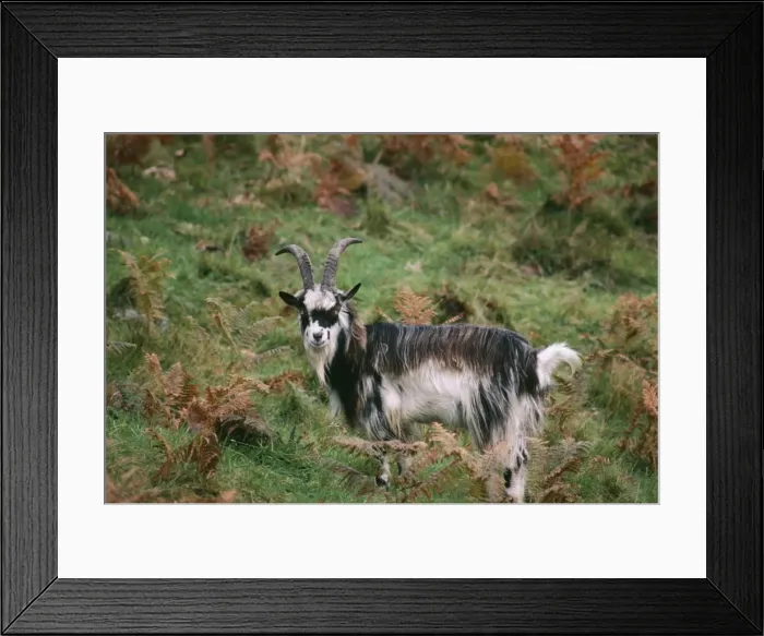 Framed Print : Wild / Feral Goat LBO 0778 Galloway, Scotland © Ian Beames / ARDEA LONDON Framed Print : Wild / Feral Goat LBO 0778 Galloway, Scotland © Ian Beames / ARDEA LONDON