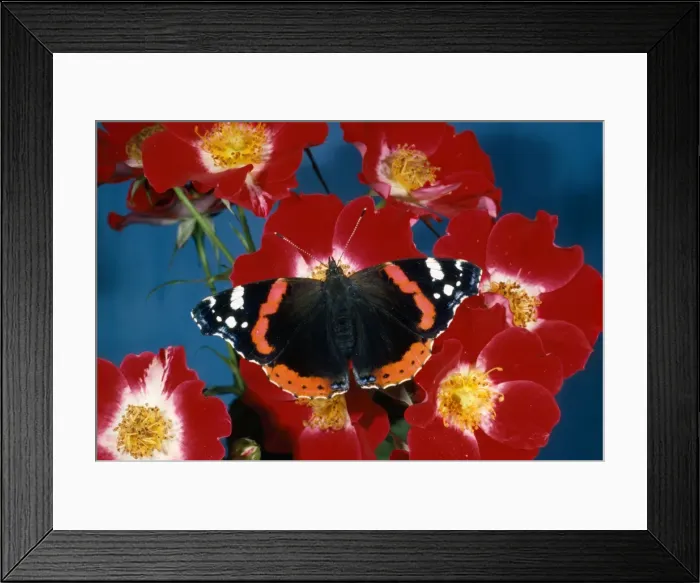 Framed Print : Red Admiral Butterfly - on rose Framed Print : Red Admiral Butterfly - on rose
