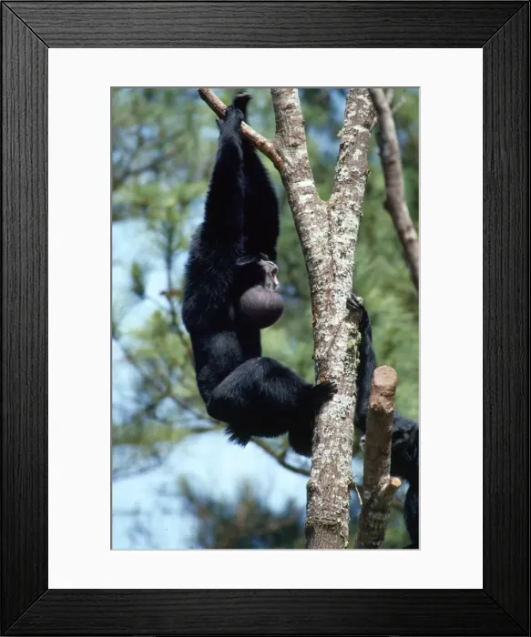 Framed Print : Siamang Gibbon - adult in tree calling, throat sac enlarged Framed Print : Siamang Gibbon - adult in tree calling, throat sac enlarged