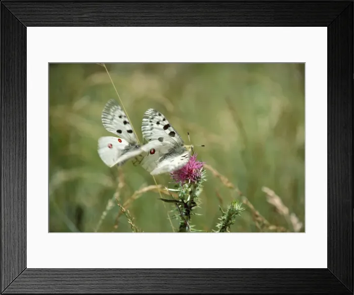 Framed Print : Apollo's Butterfly - mating Framed Print : Apollo's Butterfly - mating