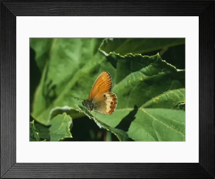 Framed Print : Pearly Heath Butterfly LBO 77 Coenonympha arcania © Ian Beames / ARDEA LONDON Framed Print : Pearly Heath Butterfly LBO 77 Coenonympha arcania © Ian Beames / ARDEA LONDON
