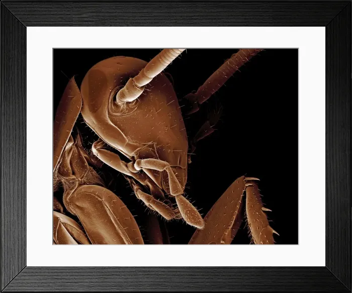 Framed Print : Scanning Electron Micrograph (SEM): American Cockroach; Magnification x 95 (A4 size: 29. 7 cm width) Framed Print : Scanning Electron Micrograph (SEM): American Cockroach; Magnification x 95 (A4 size: 29. 7 cm width)