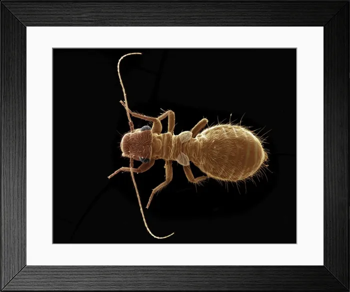 Framed Print : Scanning Electron Micrograph (SEM): Psocid, Magnification x 100 (A4 size: 29. 7 cm width) Framed Print : Scanning Electron Micrograph (SEM): Psocid, Magnification x 100 (A4 size: 29. 7 cm width)